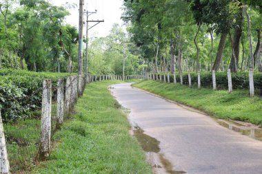 Ağaçta yeşil renkli sağlıklı çay yaprağı hasat ve satış için.