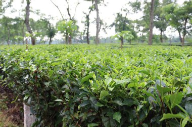 Ağaçta yeşil renkli sağlıklı çay yaprağı hasat ve satış için.