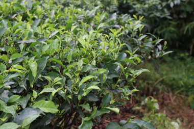 Ağaçta yeşil renkli sağlıklı çay yaprağı hasat ve satış için.