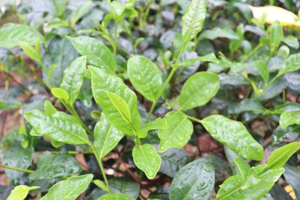 Zelený Barevný Zdravý Čaj List Stromě Firmě Pro Sklizeň Prodej — Stock fotografie