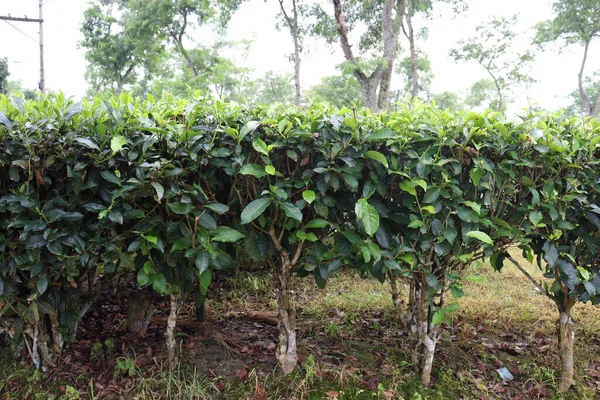 Folha Chá Saudável Cor Verde Árvore Empresa Para Colheita Venda — Fotografia de Stock