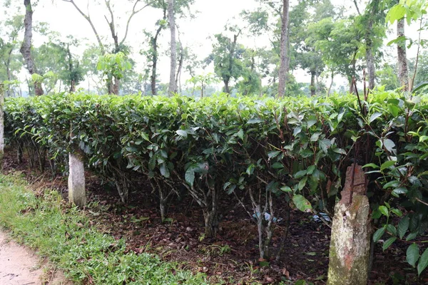 茶树上的绿叶 叶色健康 适于收获和销售 — 图库照片