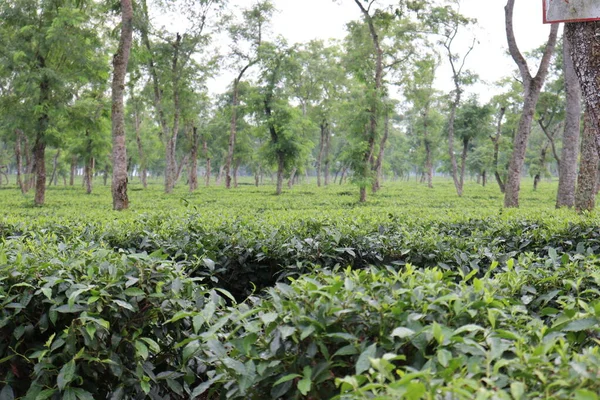 Ağaçta Yeşil Renkli Sağlıklı Çay Yaprağı Hasat Satış Için — Stok fotoğraf