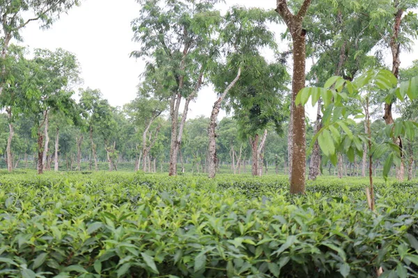 Hoja Saludable Color Verde Árbol Firme Para Cosecha Venta — Foto de Stock