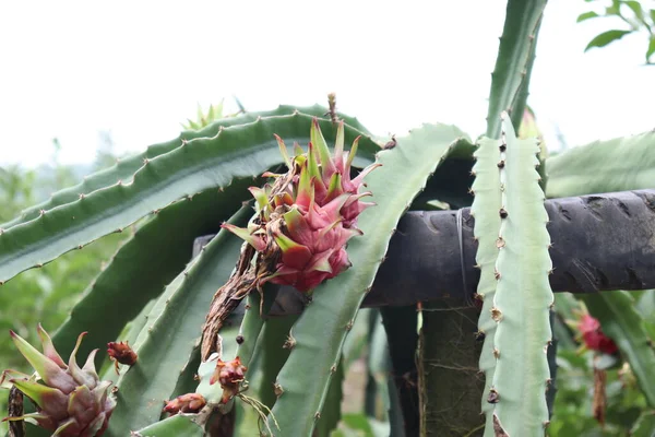dragon-fruit on tree in firm for harvest and sell