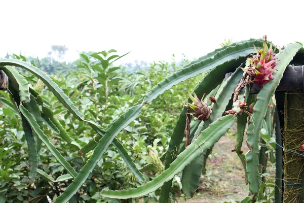 Dragón Fruto Árbol Firme Para Cosecha Venta —  Fotos de Stock