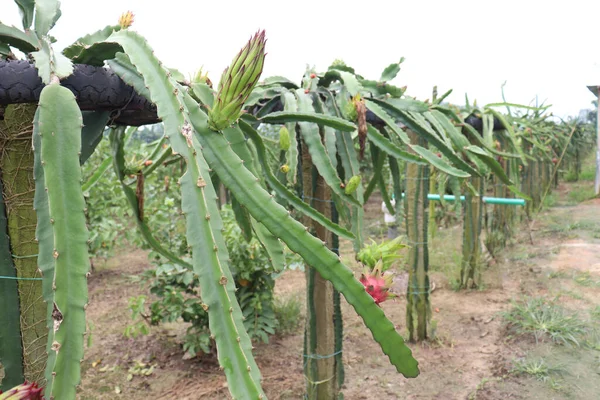 Dragón Fruto Árbol Firme Para Cosecha Venta — Foto de Stock