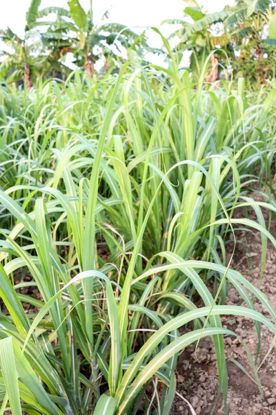 Grüne Zuckerrohrfarm Mit Blatt Für Die Ernte — Stockfoto