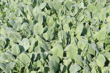 Karnabahar tohumu çiftlikte hasat için nakit mahsulüdür.