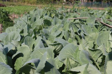 Karnabahar tohumu çiftlikte hasat için nakit mahsulüdür.