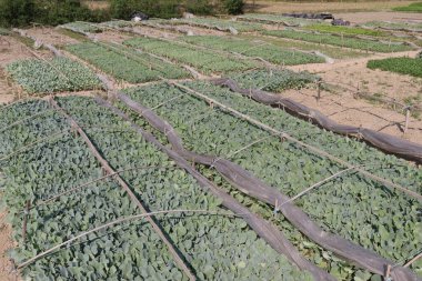 Karnabahar tohumu çiftlikte hasat için nakit mahsulüdür.