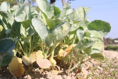 Karnabahar tohumu çiftlikte hasat için nakit mahsulüdür.