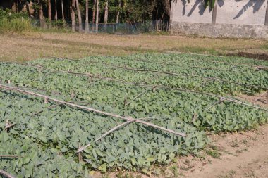 Karnabahar tohumu çiftlikte hasat için nakit mahsulüdür.