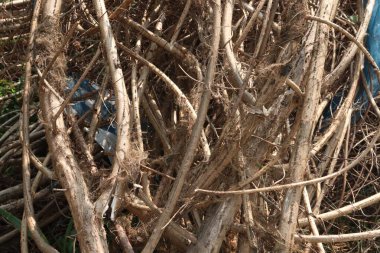 Ormandaki Eshilomene aspera tıbbi bir bitkidir. Genç yapraklar salata gibi yenir. Kamboçya 'da genç yapraklar kümes hayvanı olarak kullanılır. Doğum sırasında kanama önleyici madde kullanırlar.