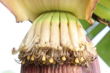 Çiftlikteki muz ağacına yakın plantain çiçeği sağlıklı yiyecek ve nakit ürünleri içerir.