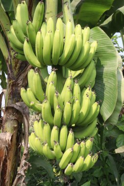Çiftlikteki çiğ muz hasadı nakit mahsuldür. Muz yemek sağlığa iyi gelirken, muz yemek kan basıncını düşürebilir ve kanser riskini azaltabilir.