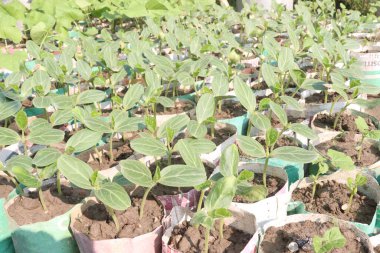 Çiftlikteki kabak kabağı tohumu. Ateş, öksürük, acı ve astım için kullanılabilir. Mineraller, kalsiyum, magnezyum, demir, çinko, B, C, K, sebze, sağlıklı bağırsak mikrobiyomu içerir.