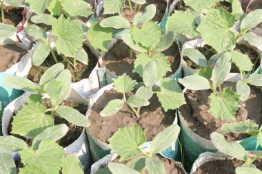 Çiftlikteki kabak kabağı tohumu. Ateş, öksürük, acı ve astım için kullanılabilir. Mineraller, kalsiyum, magnezyum, demir, çinko, B, C, K, sebze, sağlıklı bağırsak mikrobiyomu içerir.