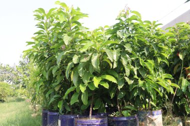 Avocado plant on nursery for sell are cash crops.reduce risk of developing cardiovascular disease, reduce living with obesity, improve cognitive function, digestive. Boosts Satiety. Manage Body Weight