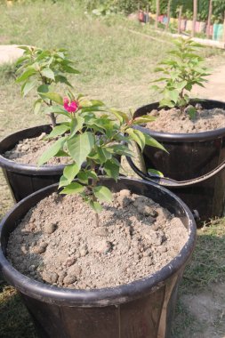 Çiftlikteki Bougainvillea çiçek fabrikası nakit mahsulü. Öksürük ve solunum sorunlarını tedavi edebilir. Botanik böcek ilacı var.