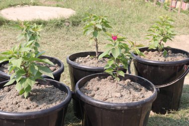 Çiftlikteki Bougainvillea çiçek fabrikası nakit mahsulü. Öksürük ve solunum sorunlarını tedavi edebilir. Botanik böcek ilacı var.
