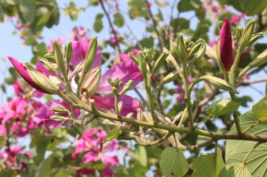 Çiftlikteki Bauhinia çiçek bitkileri nakit mahsulleridir. Düşme, acı, romatizma, konvülsiyon, hezeyan, septisemi, astringent, ishal, ülser, çamaşır çözeltisi için kullanılır.