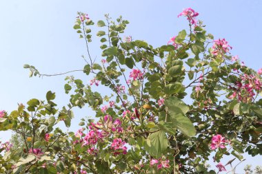 Çiftlikteki Bauhinia çiçek bitkileri nakit mahsulleridir. Düşme, acı, romatizma, konvülsiyon, hezeyan, septisemi, astringent, ishal, ülser, çamaşır çözeltisi için kullanılır.