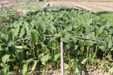 Hasat için çiftlikteki torbaya konan Brinjal tohumları nakit ürünlerdir. Biyoaktif bileşenler, potasyum, fiber, karbonhidrat, B6 vitamini gibi temel bileşenleri nedeniyle kalbe kan dolaşımı sağlayabilir.