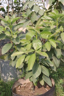 Avocado plant on nursery for sell are cash crops.reduce risk of developing cardiovascular disease, reduce living with obesity, improve cognitive function, digestive. Boosts Satiety. Manage Body Weight