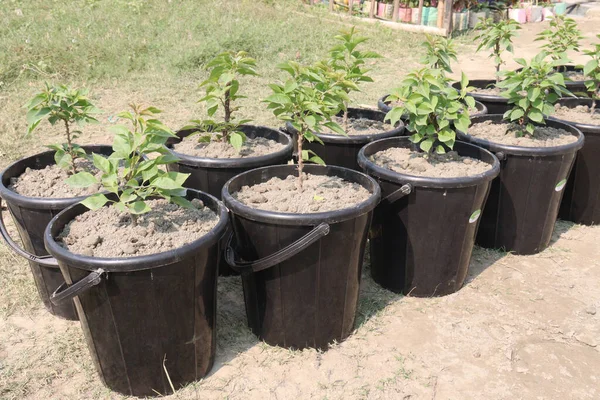 Çiftlikteki Bougainvillea çiçek fabrikası nakit mahsulü. Öksürük ve solunum sorunlarını tedavi edebilir. Botanik böcek ilacı var.