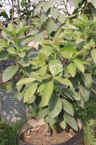 Avocado plant on nursery for sell are cash crops.reduce risk of developing cardiovascular disease, reduce living with obesity, improve cognitive function, digestive. Boosts Satiety. Manage Body Weight