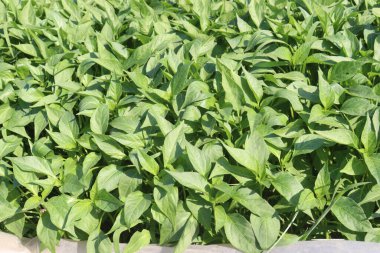 Çiftlikte hasat için acı biber tohumu nakit mahsulüdür. C vitamini, A vitamini, E vitamini, B vitamini, B5 vitamini, potasyum, magnezyum, demir, kalsiyum, fosfor, birçok tür, yüzlerce çeşidi var.