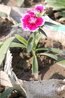 Çiftlikteki Dianthus çiçek bitkisi. İltihabı, enfeksiyonu, stresi, solunumu, bağışıklığı, sindirimi ve kalbi iyileştirebilir. Anti-bakteriyel, anti-mantarlı.