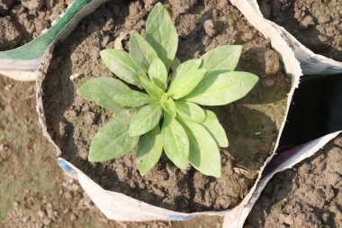 Çiftlikteki Dianthus çiçek bitkisi. İltihabı, enfeksiyonu, stresi, solunumu, bağışıklığı, sindirimi ve kalbi iyileştirebilir. Anti-bakteriyel, anti-mantarlı.