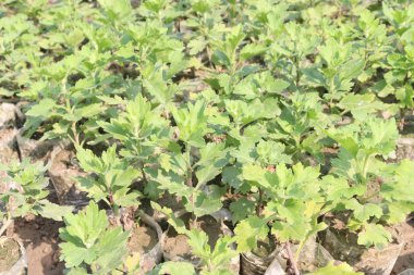 Çiftlikteki kasımpatı çiçeği nakit mahsulüdür.