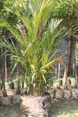 Çiftlikte satılık Cyrtostachys Renda fideleri var.