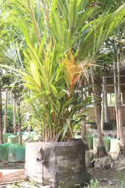 Çiftlikte satılık Cyrtostachys Renda fideleri var.