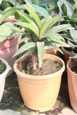 Fruticosa yaprağı ve çocuk odasındaki süsleme bitkileri satılık nakit ürünler. Astım tedavisi yapılabilir, anthocyanin içerikleri ticari bitkisel ilaç olup olmadığına bakmak için değerlendirildi.