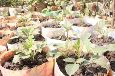 Çiftlikteki çantanın üzerindeki yıldız çiçeği tohumu hasadı için nakit mahsuldür.