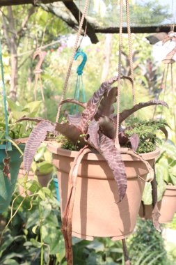 Çiftlikteki kriptanthus zonatus yaprağı fabrikası nakit mahsulü. Zararlı kirletici maddeleri ve toksinleri temizleyerek havanın temizlenmesine yardımcı olabilir.