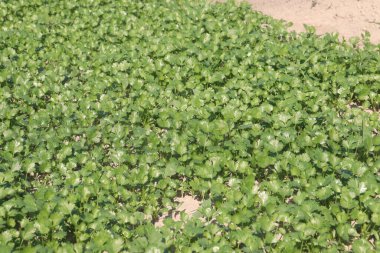 Tarladaki kişniş bitkileri hasat için nakit mahsuller.