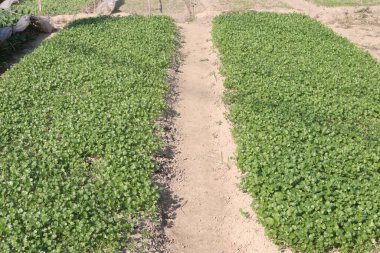 Tarladaki kişniş bitkileri hasat için nakit mahsuller.