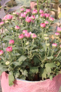 Çiftlikteki kasımpatı çiçeği nakit mahsulüdür.