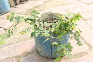 Çiftlikte satılmak üzere incir yaprağı fabrikasına tırmanmak nakit mahsulüdür. Heyecan verici bir orman görüntüsü yaratabilir.
