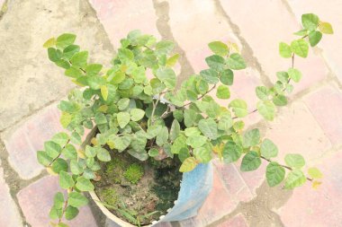 Çiftlikte satılmak üzere incir yaprağı fabrikasına tırmanmak nakit mahsulüdür. Heyecan verici bir orman görüntüsü yaratabilir.