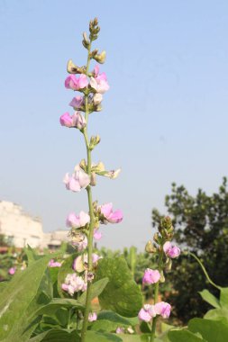 Hasat için çiftlikteki bitkide bulunan edamame çiçeği nakit ürünleridir.Çene kemiği mineral yoğunluğunu, diş minesi yoğunluğunu desteklerken kemik sağlığını korumak için gerekli olan D vitamini, kalsiyum ve fosfor içerir.