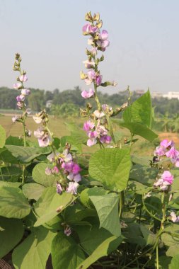 Hasat için çiftlikteki bitkide bulunan edamame çiçeği nakit ürünleridir.Çene kemiği mineral yoğunluğunu, diş minesi yoğunluğunu desteklerken kemik sağlığını korumak için gerekli olan D vitamini, kalsiyum ve fosfor içerir.