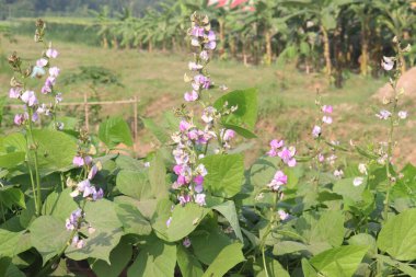 Hasat için çiftlikteki bitkide bulunan edamame çiçeği nakit ürünleridir.Çene kemiği mineral yoğunluğunu, diş minesi yoğunluğunu desteklerken kemik sağlığını korumak için gerekli olan D vitamini, kalsiyum ve fosfor içerir.