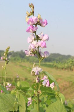 Hasat için çiftlikteki bitkide bulunan edamame çiçeği nakit ürünleridir.Çene kemiği mineral yoğunluğunu, diş minesi yoğunluğunu desteklerken kemik sağlığını korumak için gerekli olan D vitamini, kalsiyum ve fosfor içerir.