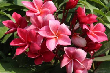 Çiftlikteki Frangipani çiçek bitkisi hasat için nakit mahsuldür.